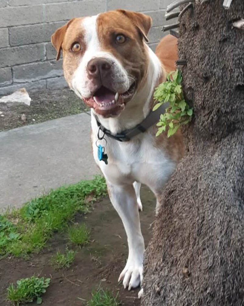 Ruckus poking his head around a tree with a smile