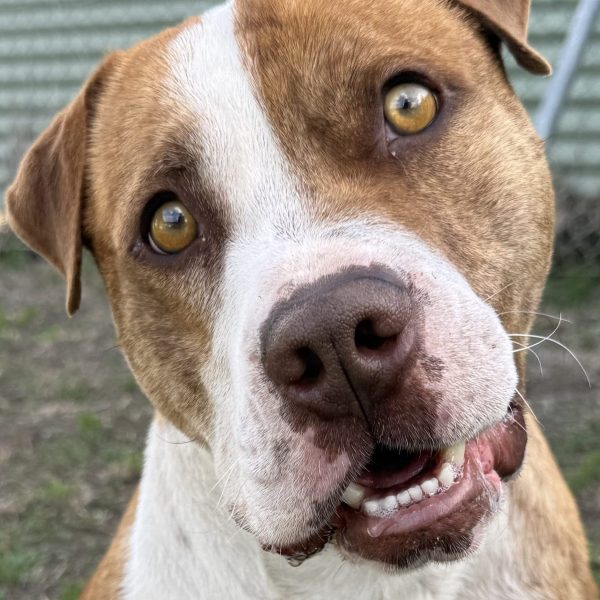 Ruckus close up looking goofy