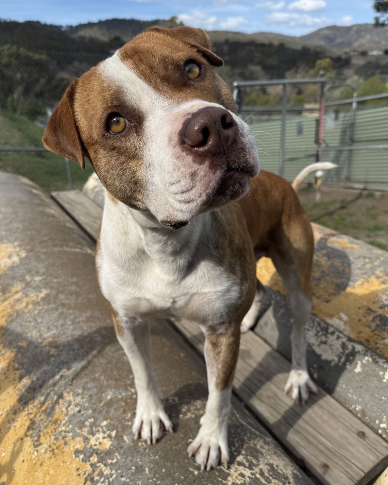 Rukus standing on a play tunnel with a cute head tilt