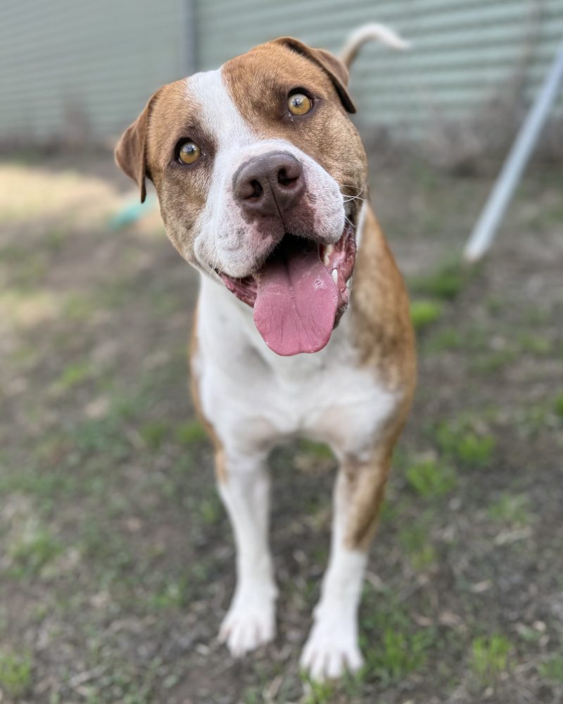 Ruckus standing outside looking happy
