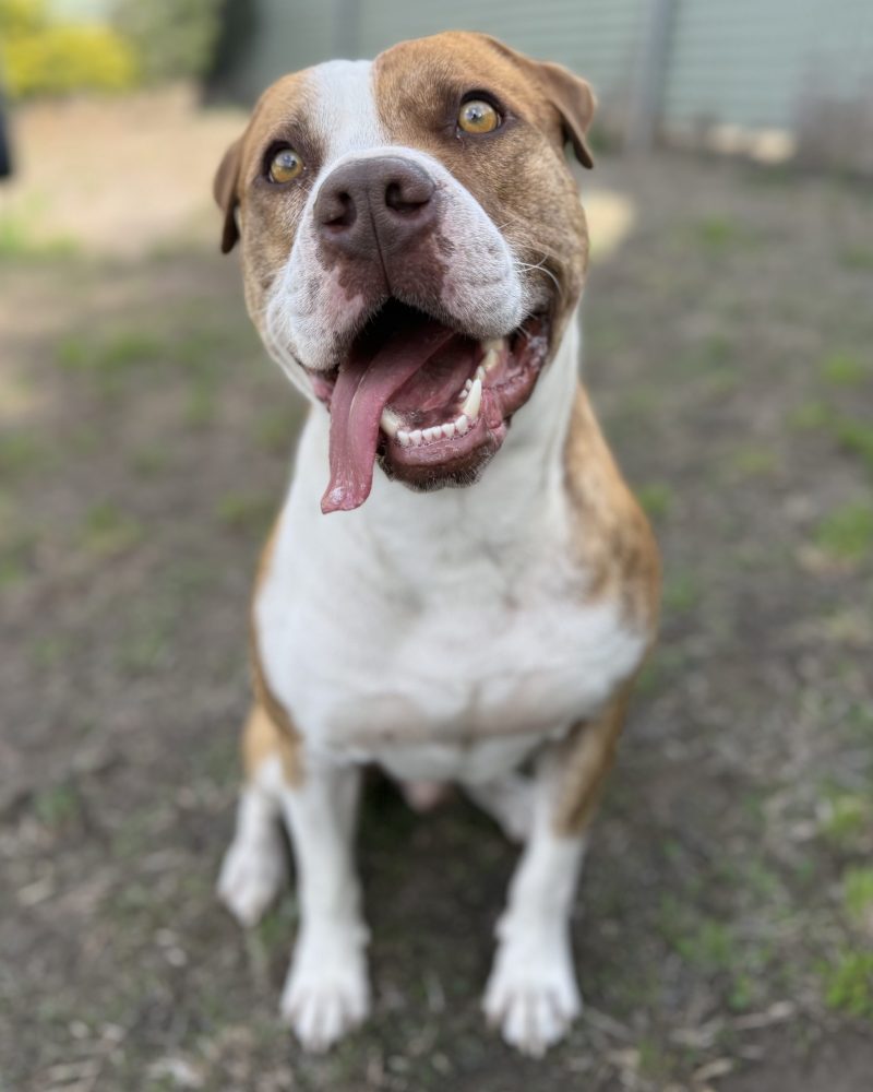 Rukus sitting outside with his tongue out