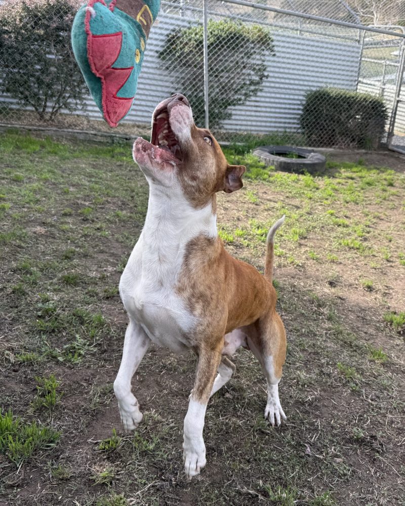 Ruckus standing on his back legs throwing his toy in the air