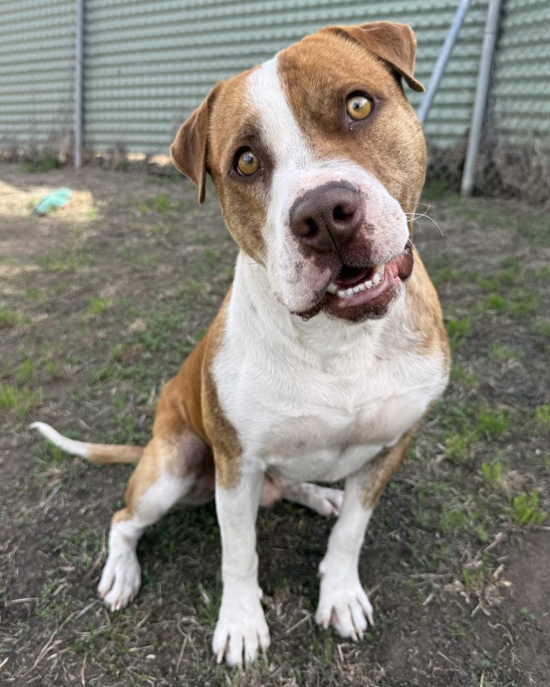Ruckus sitting outside with a goofy expression