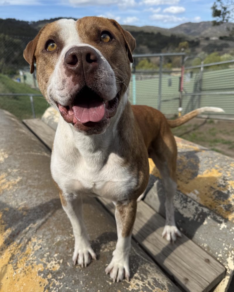 Rukus standing on a play tunnel with a cute head tilt