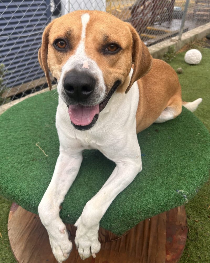 Rupert lying down looking at the camera happily