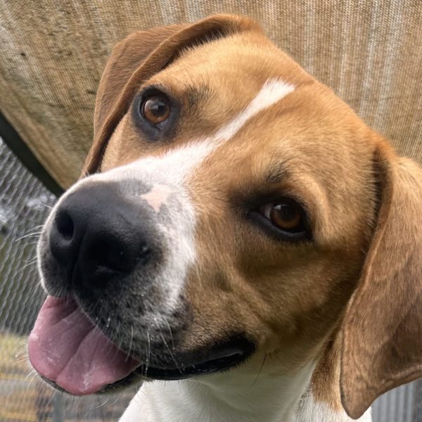 Rupert close up with his head tilted