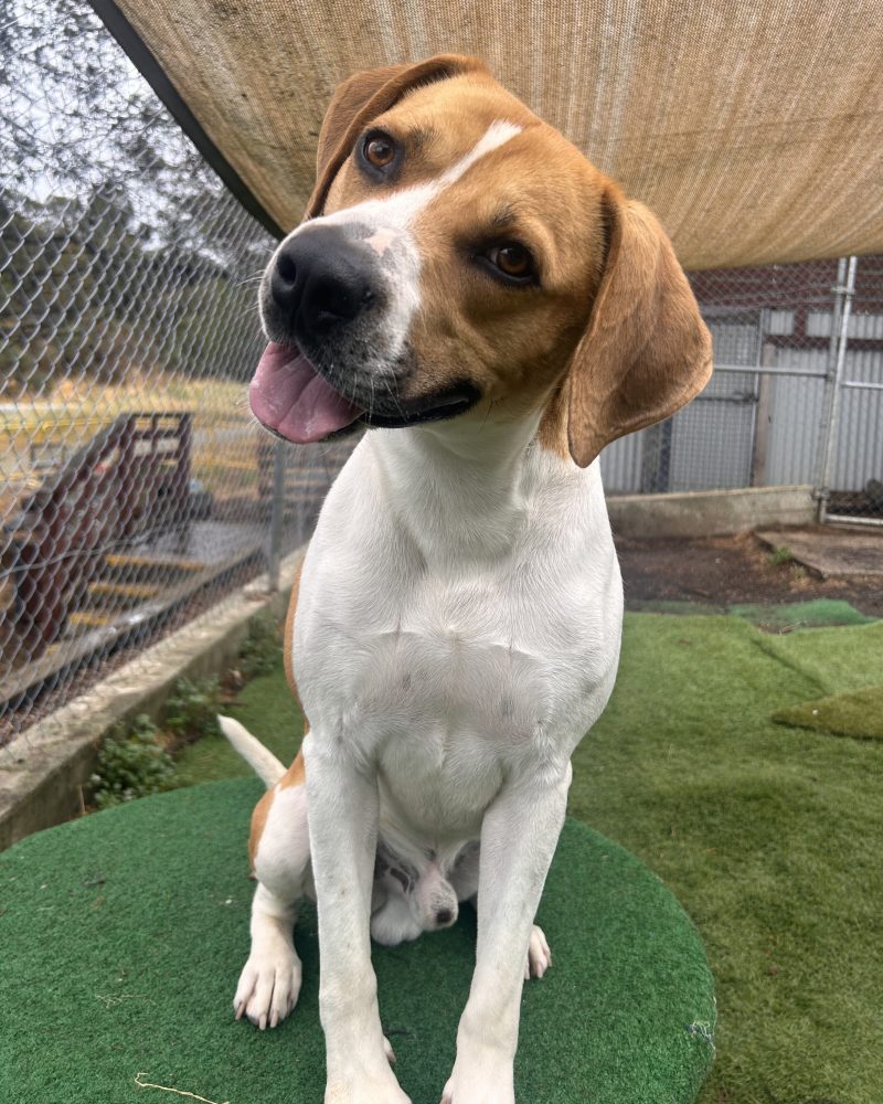 Rupert sitting with head tilted to the side