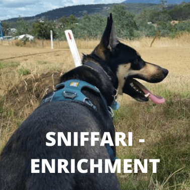 SNIFFARI - ENRICHMENT