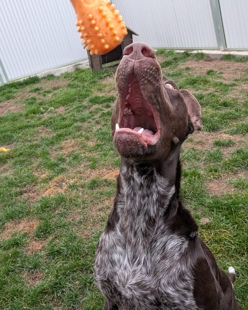 Sally about to catch a toy