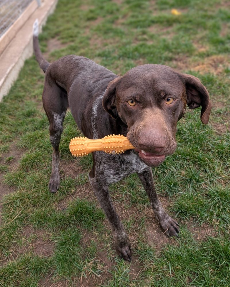Sally standing outside holding a toy in her mouth