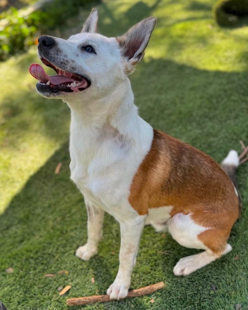 Samson sitting outside in side profile