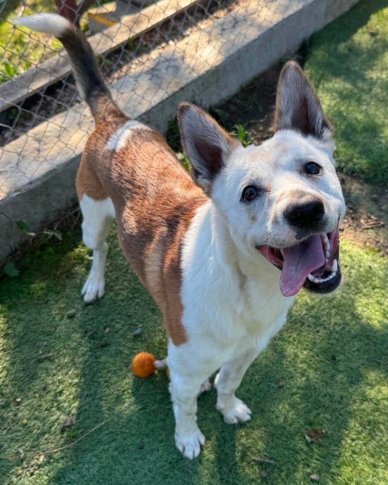 Samson standing outside looking up at the camera