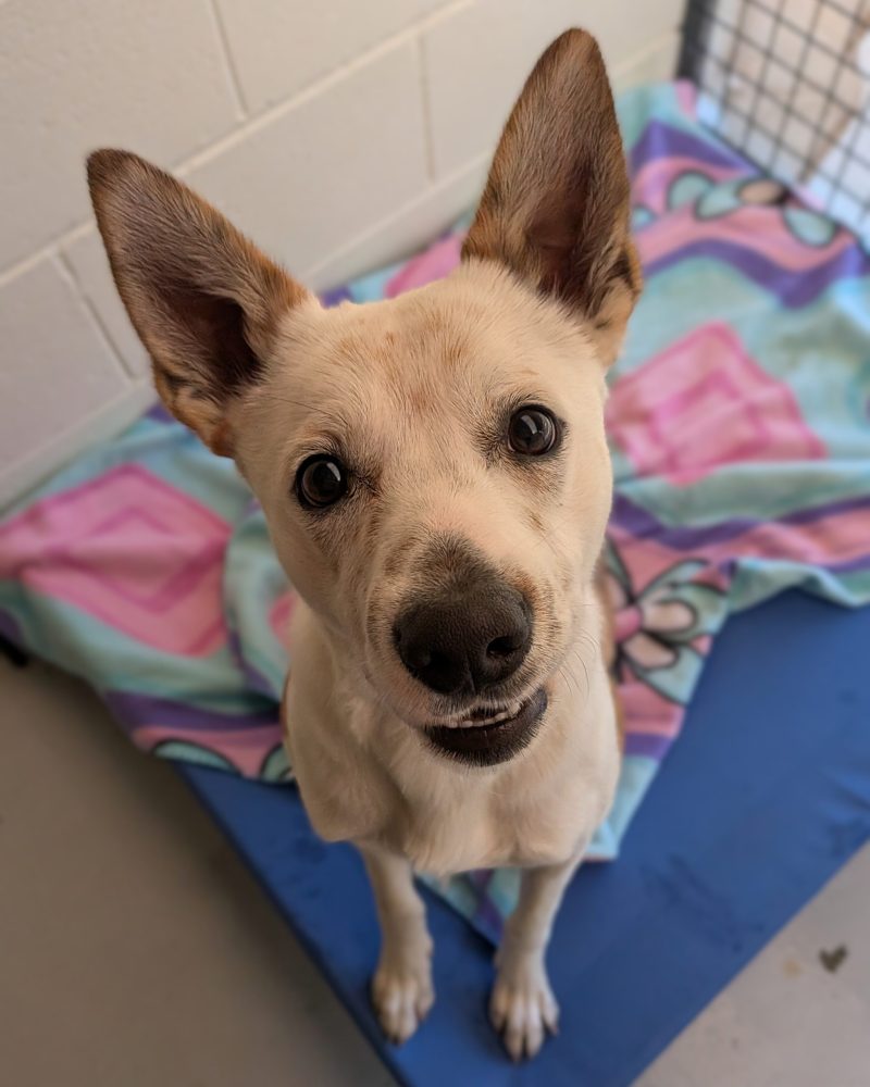 Samson sitting on a dog bed looking up at the camera
