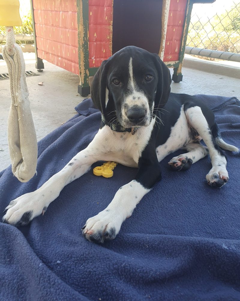 Seven laying on the blanket ready for a pat