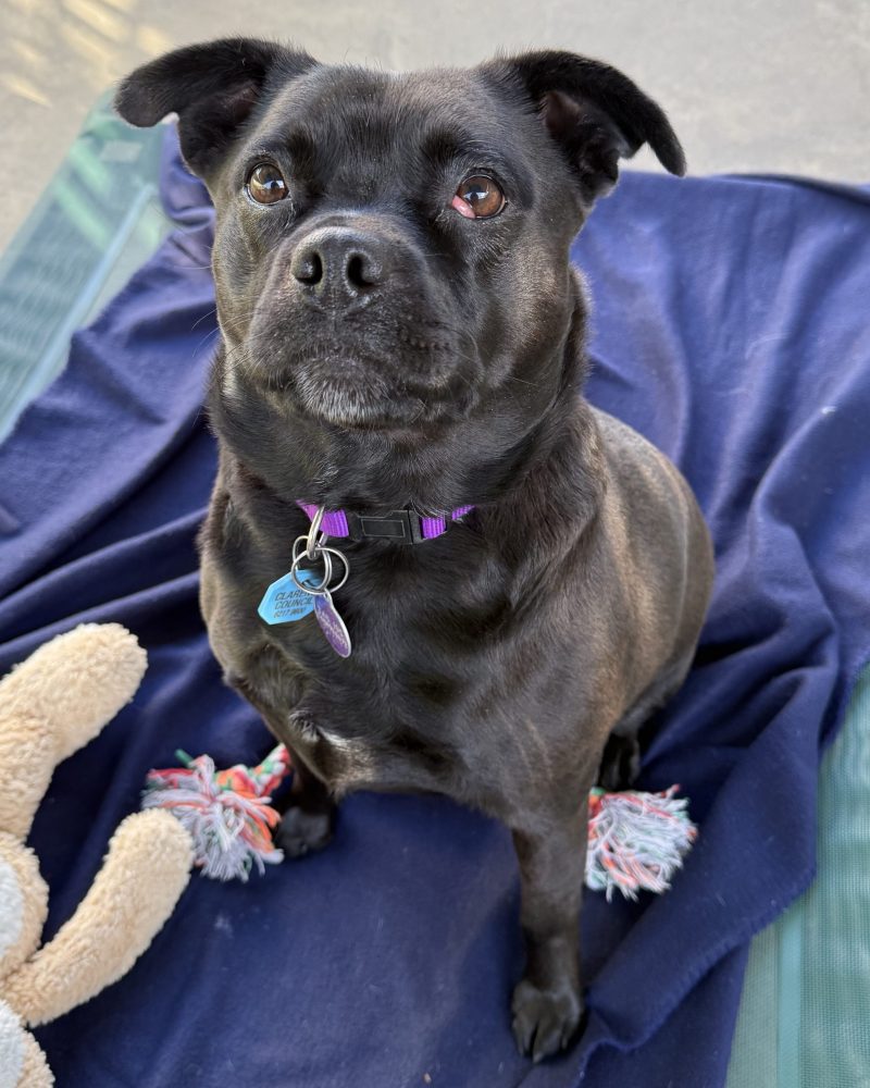 Shadow sitting on dog bed looking up