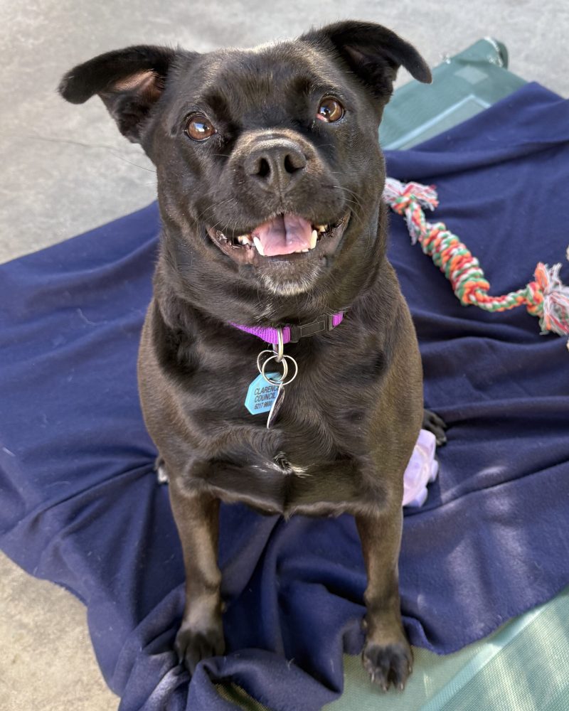 Shadow sitting on a blanket and looking up with smile