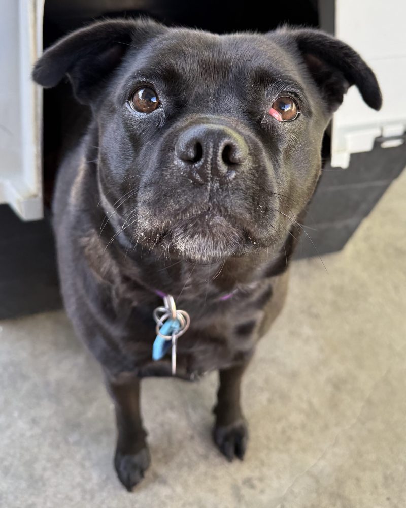 Shadow coming out of kennel looking up