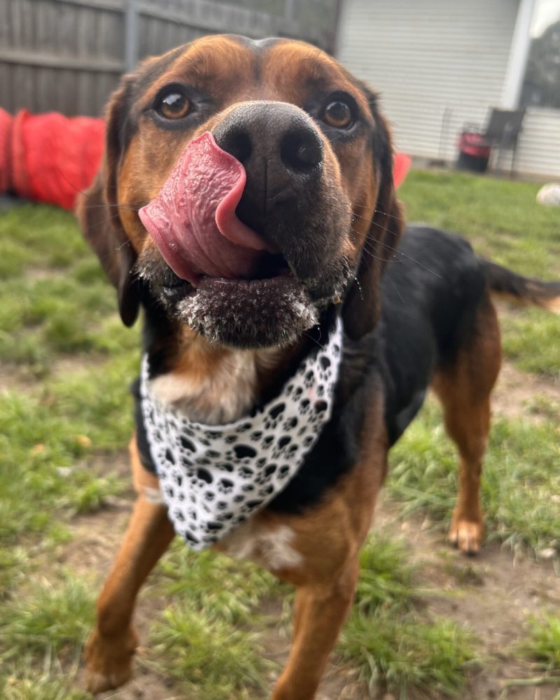 Sid licking his lips looking at the treat