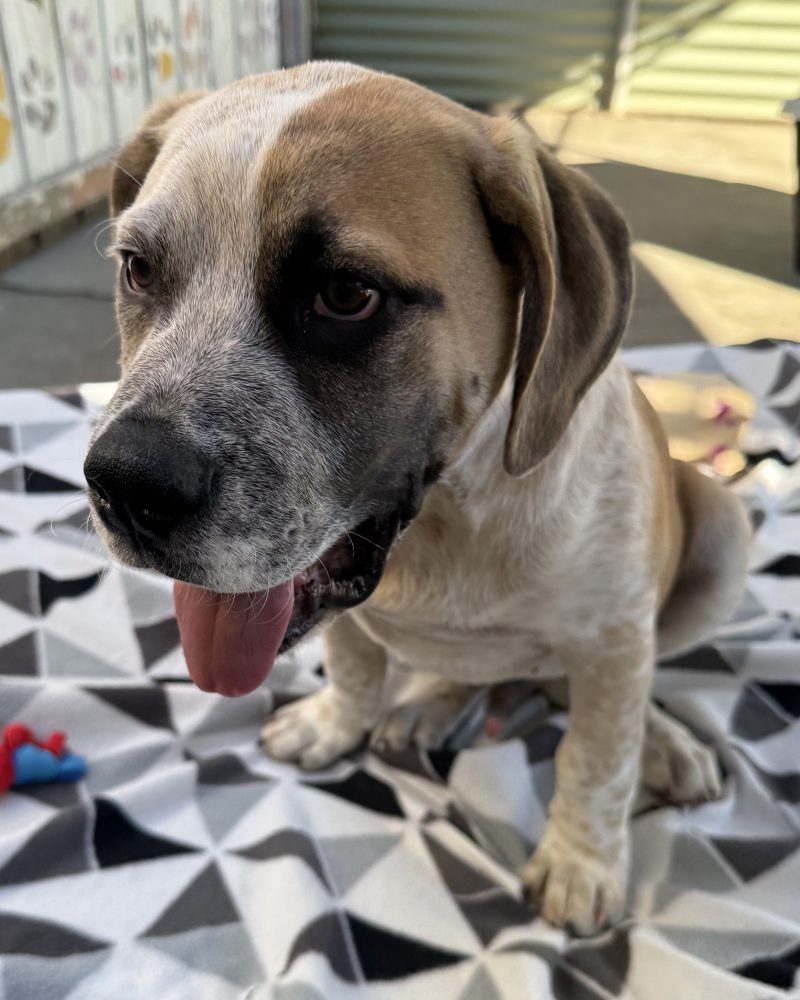 Simba sitting on a blanket looking to the left