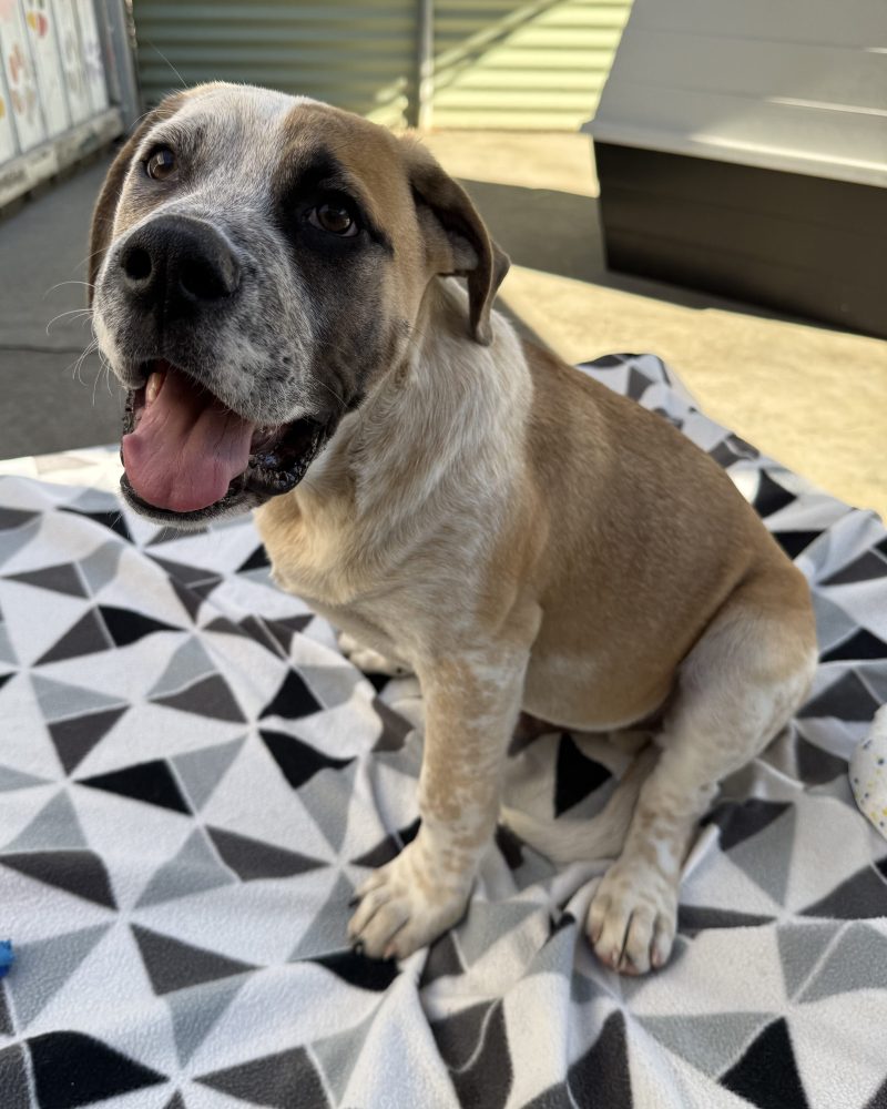 Simba sitting on a blanket with a smile