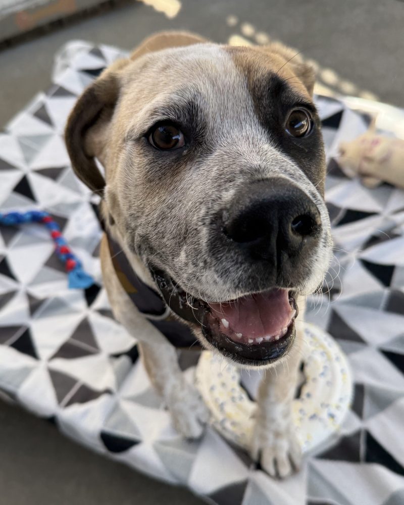 Simba standing on dog bed