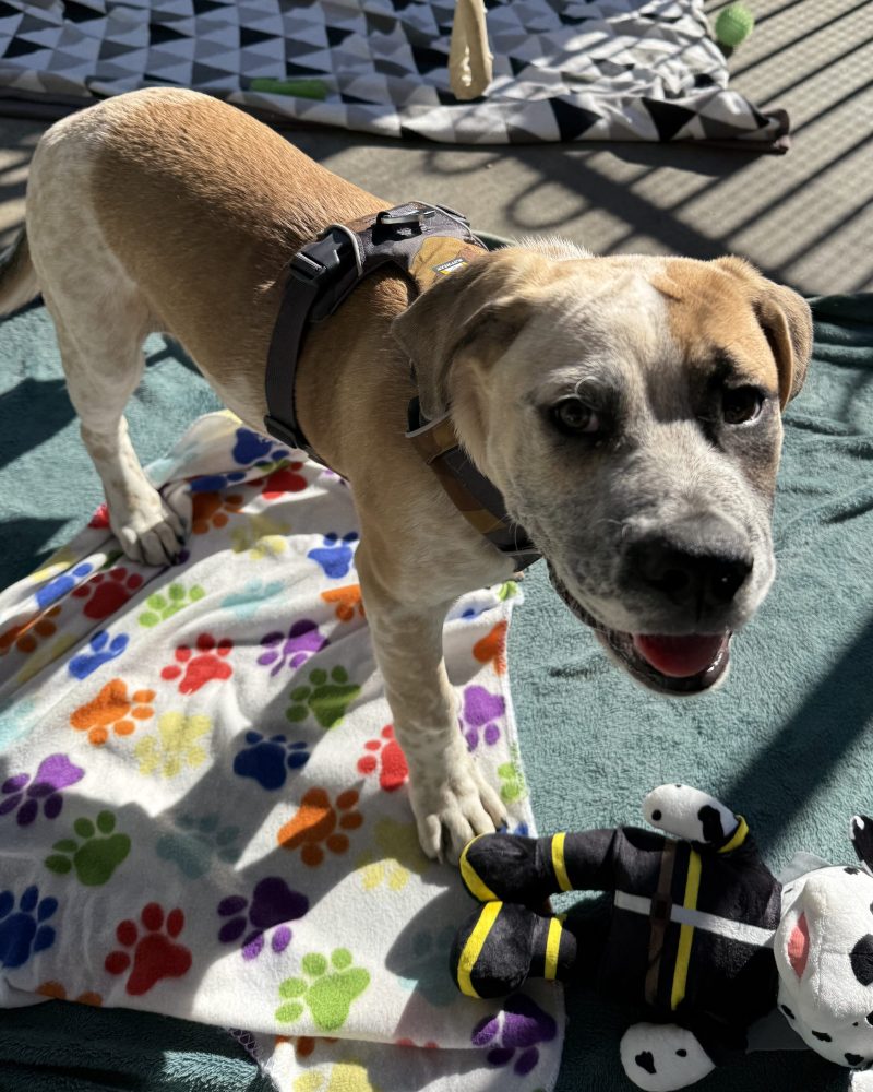 Simba standing outside in the sunshine with a toy at his feet