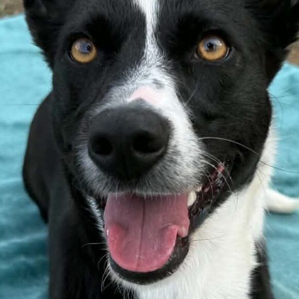 Skye close up