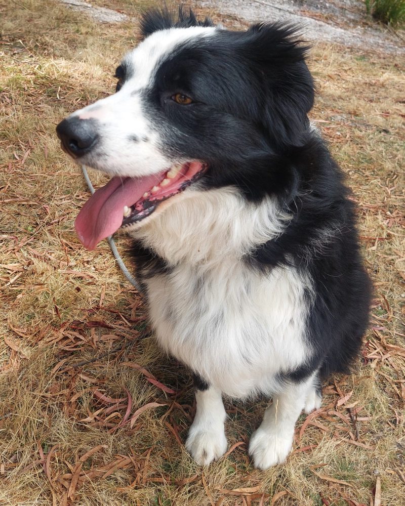 Skye sitting outside looking to her right