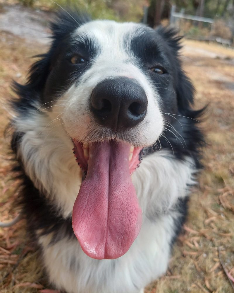Skye sitting outside looking happy with her tongue out