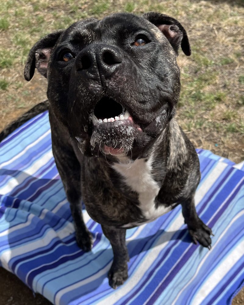 Spike sitting on a blanket outside looking up at the camera