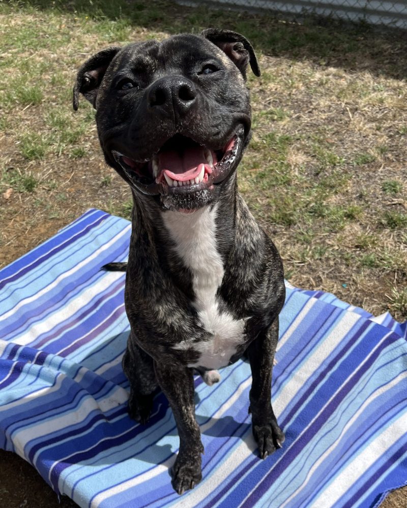 Spike sitting on a blanket outside looking happy
