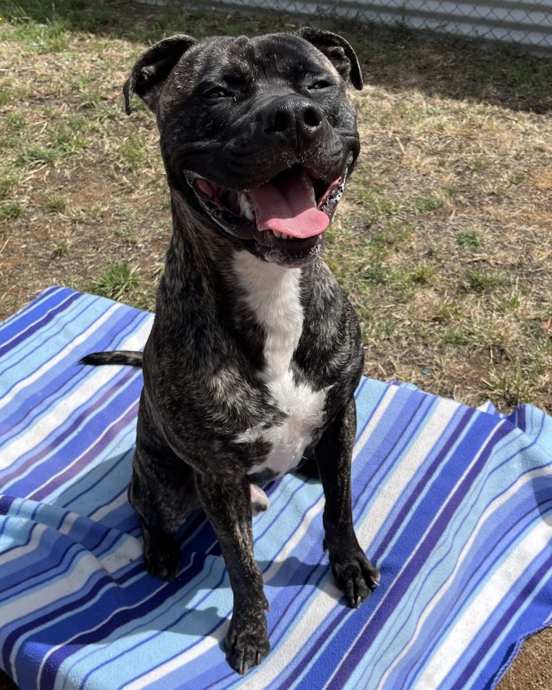 Spike sitting on a blanket outside looking happy