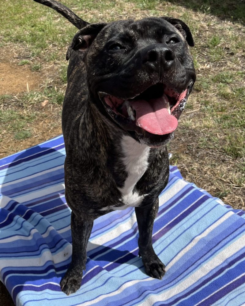 Spike standing on a blanket outside looking happy