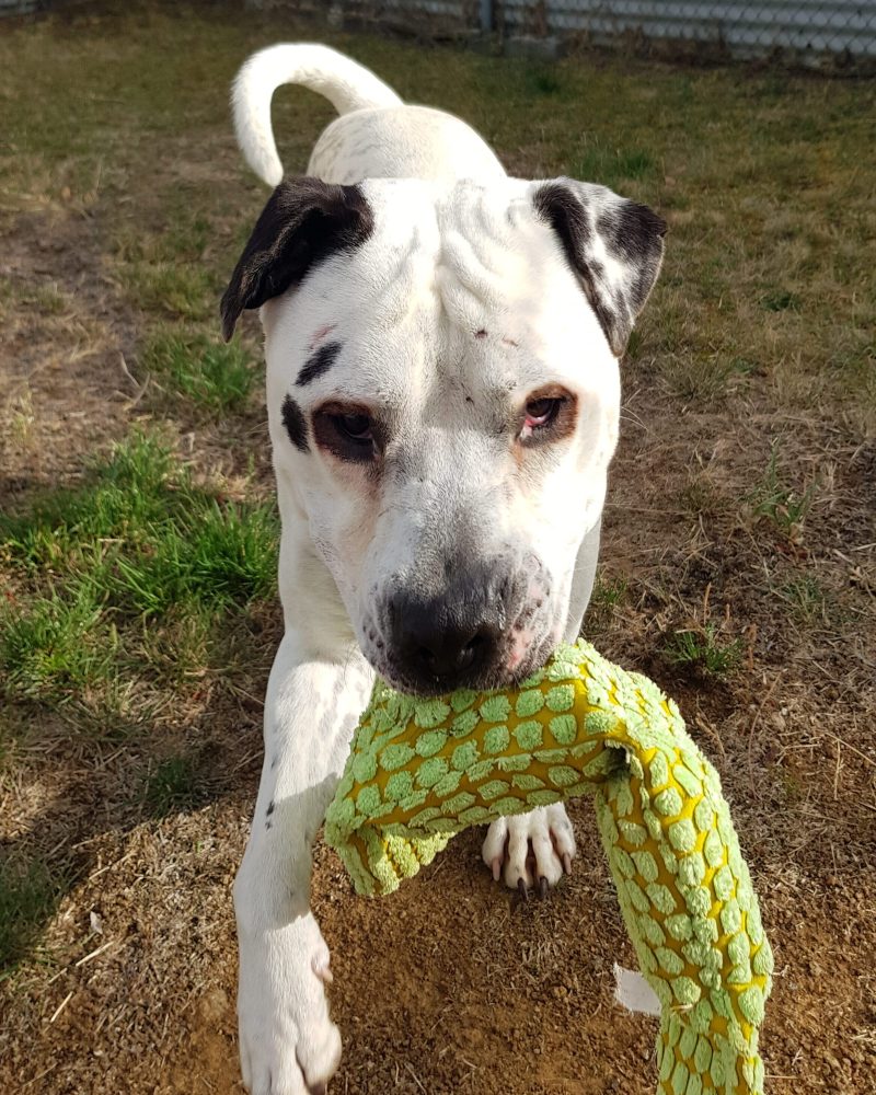 Spotson heading toward the camera with a crocodile toy in his mouth