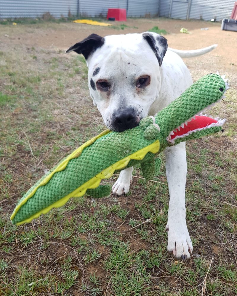 Spotson heading toward the camera with a crocodile toy in his mouth
