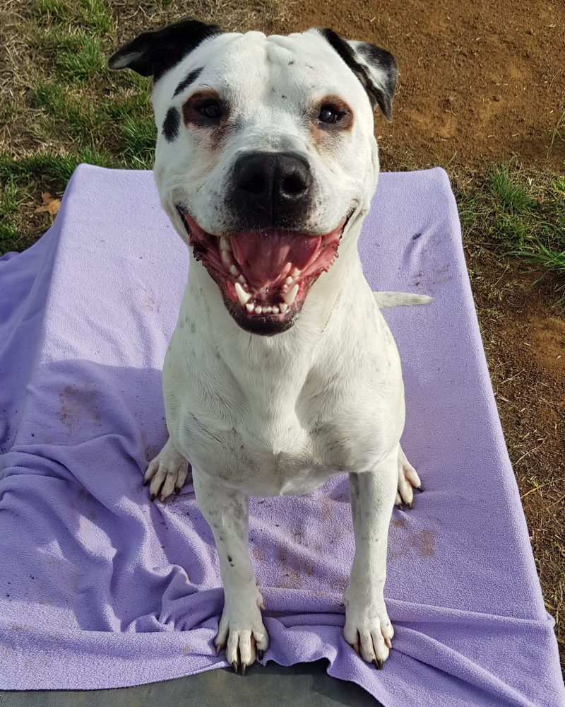 Spotson sitting outside on a dog bed looking happy