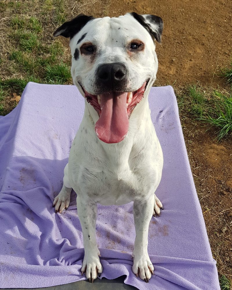 Spotson sitting outside on a dog bed looking happy