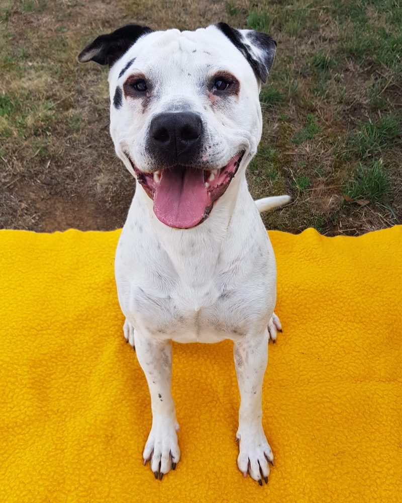Spotson sitting outside looking happy