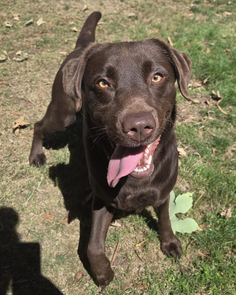 Sunday standing outside with tongue hanging out after a run around