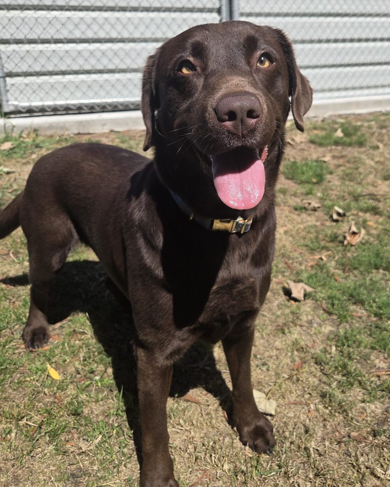 Sunday standing outside in the sunshine ready to play