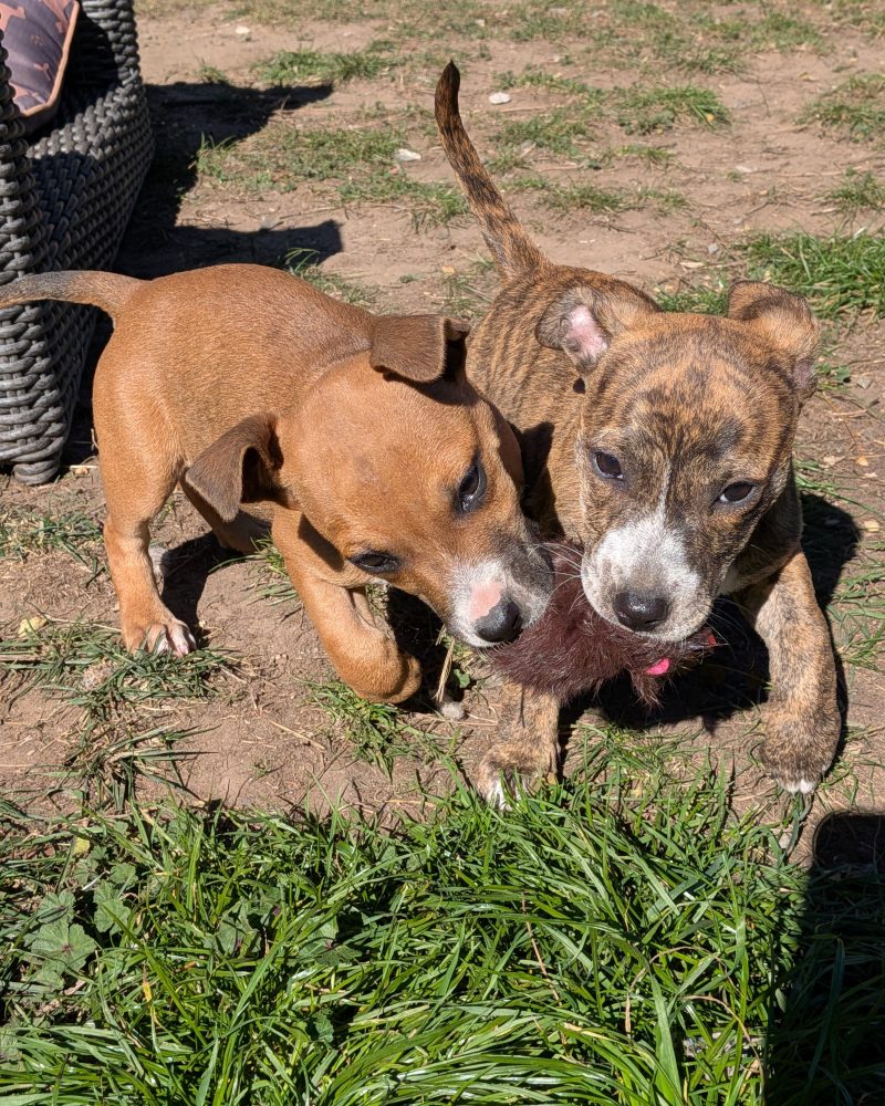 Two weather pups Sunny and Rain playing with a toy