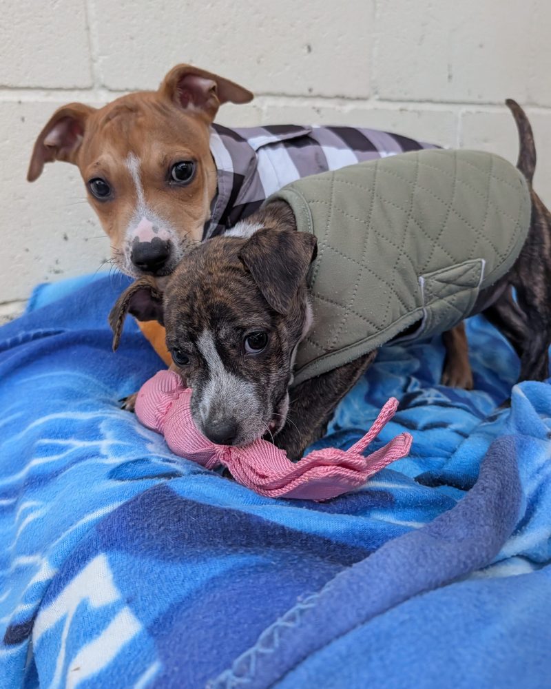 Two weather pups Sunny and Storm playing with a toy