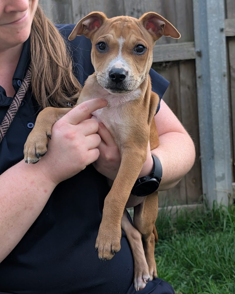 Weather pup Sunny looking at camera while being held by staff