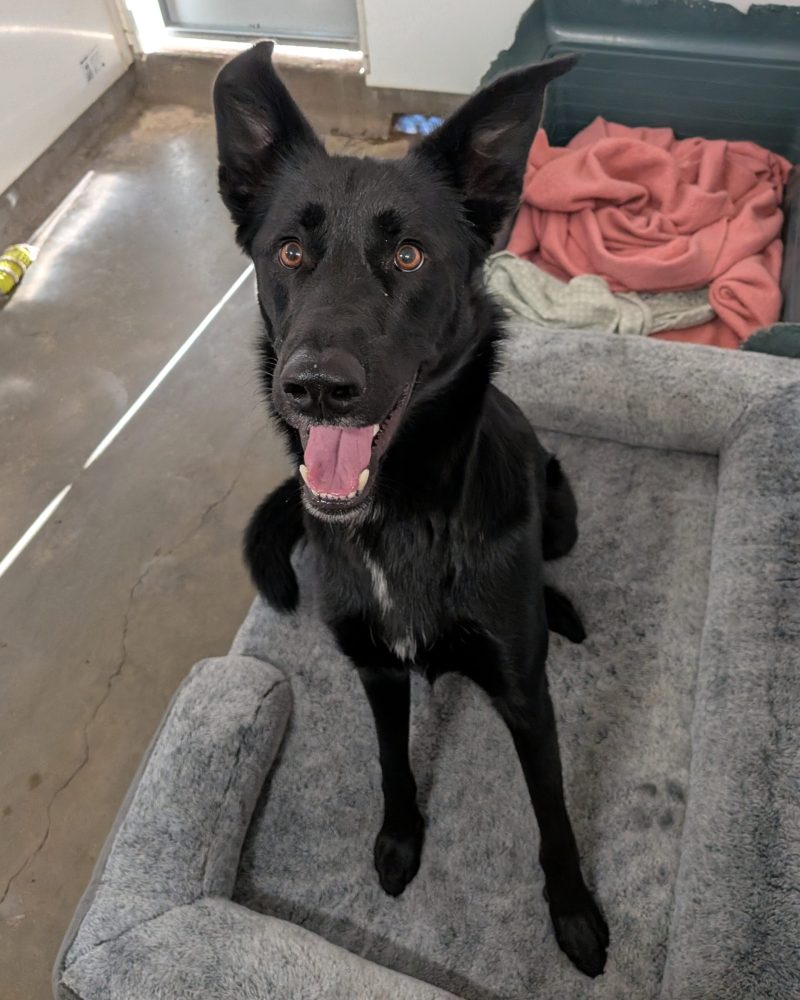 Teddy sitting on a bed looking at the camera with his mouth open