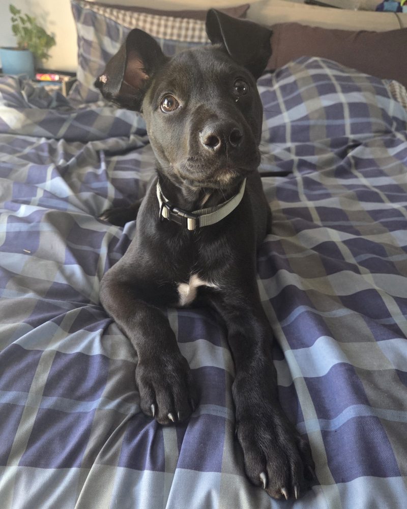 Teddy lying on his foster carer's bed looking very cute
