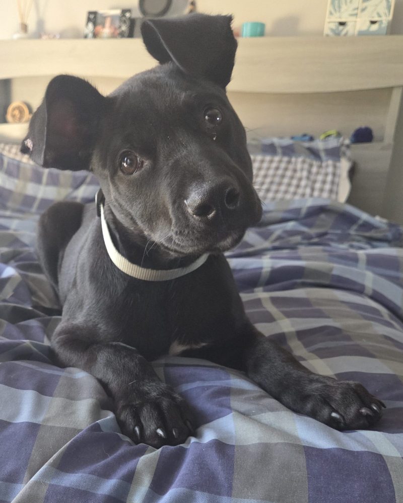 Teddy lying on his foster carer's bed with head titled to the side