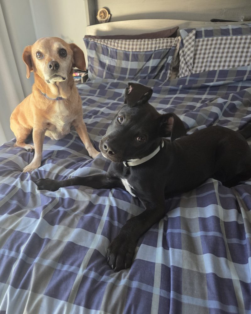 Teddy and the foster carer's dog together on the bed