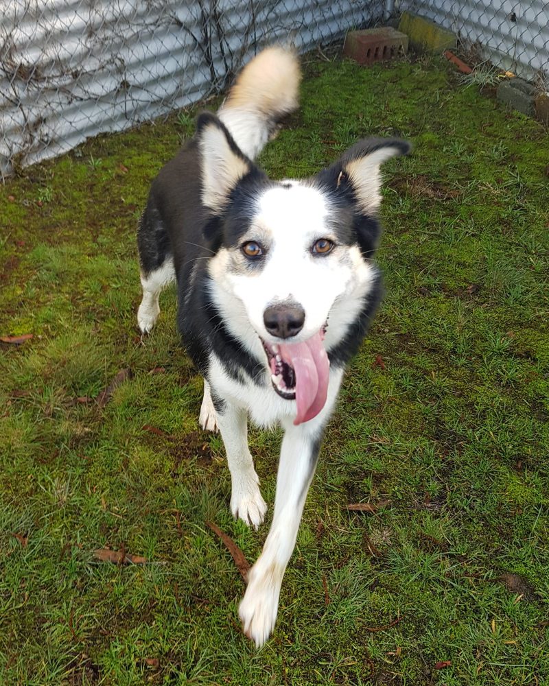 Tilby walking in yard with tongue out