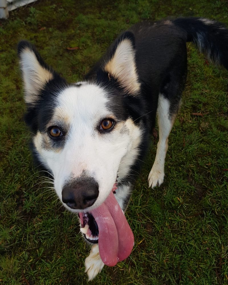 Tilby standing outdoors with tongue hanging out
