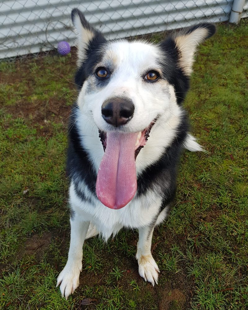 Tilby sitting outside with her tongue hanging out